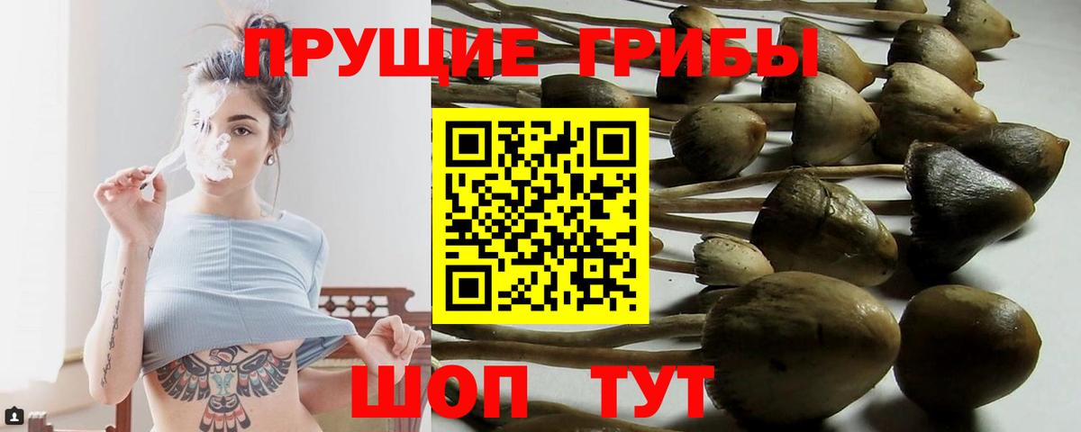 Искитим  Псилоцибиновые грибы Psilocybe  Вход с VPN 